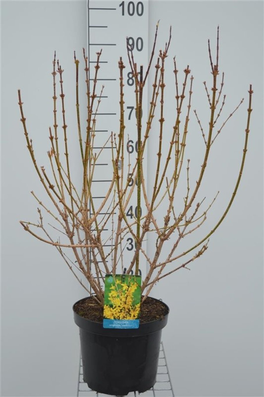 Forsythia int. 'Minigold' - C7,5